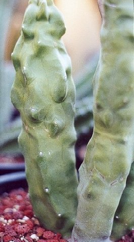 Lophocereus_mieckleyanus